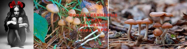 марки lsd Алексеевка